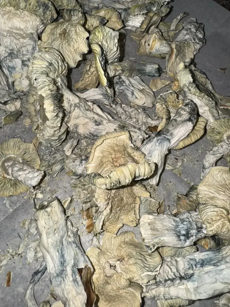 mushrooms-photo-3-1773681279724.webp
