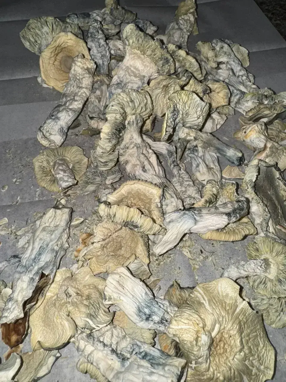 mushrooms-photo-5-1773681279987.webp